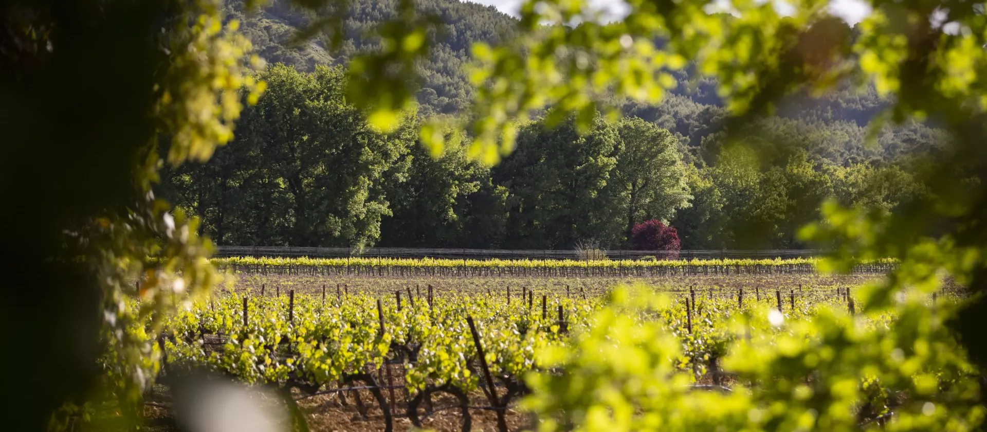 <br />
<b>Warning</b>: Undefined variable $page in <b>/home/azurwinetourscom/public_html/modules/tour/front/fiche-tour.php</b> on line <b>209</b><br />
<br />
<b>Warning</b>: Trying to access array offset on value of type null in <b>/home/azurwinetourscom/public_html/modules/tour/front/fiche-tour.php</b> on line <b>209</b><br />