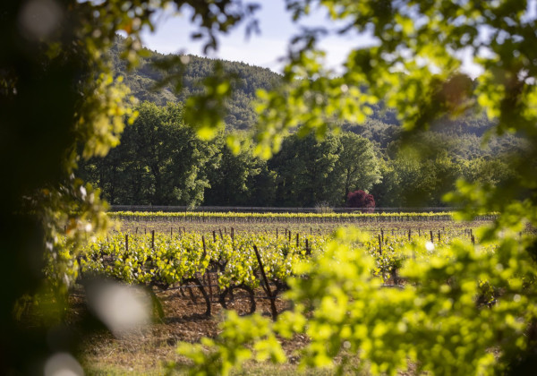 Vignobles en Côtes de Provence - Tour Privé
