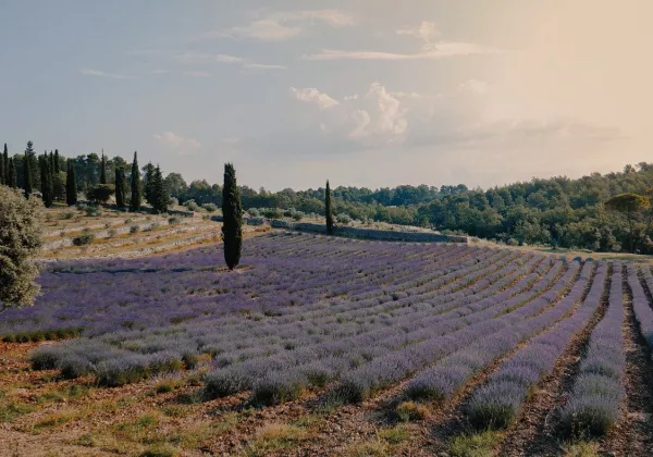 chateau-la-martinette-lavandes-1