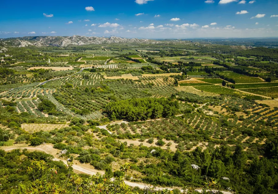 Vignobles des Alpilles - Tour Privé 