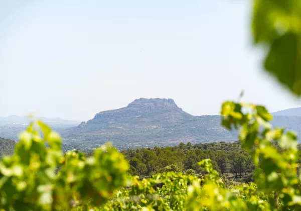 vineyards-cotes-de-provence-shared-wine-tour-nice-04