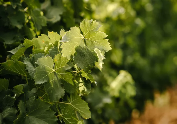 vineyards-cotes-de-provence-shared-wine-tour-cannes-02