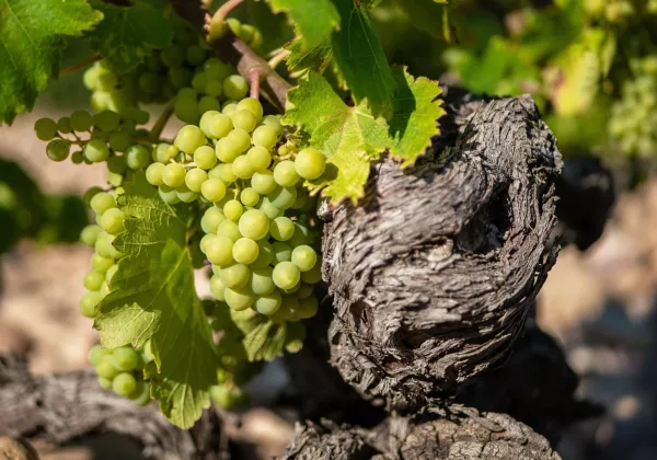  vineyards-cotes-de-provence-shared-wine-tour-cannes-06