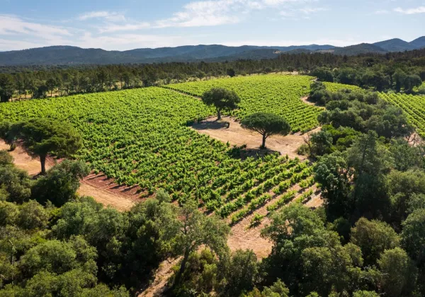vineyards-cote-de-provence-private-wine-tour-01