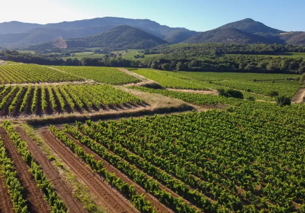 vineyards-bandol-private-wine-tour-02