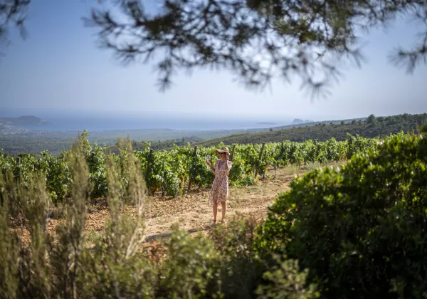 vineyards-bandol-private-wine-tour-06