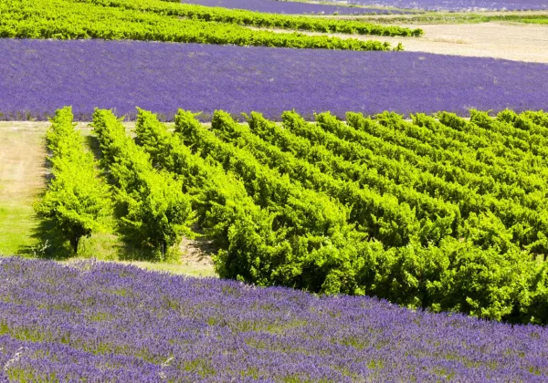 vineyards-aix-en-provence-private-family-wine-tour-01