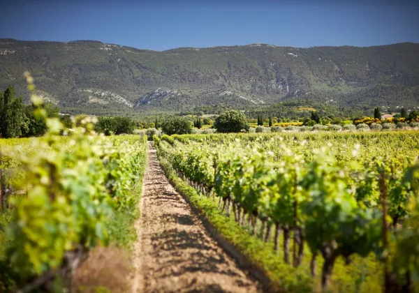 vineyards-aix-en-provence-private-family-wine-tour-02
