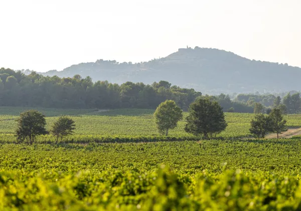 vineyards-aix-en-provence-private-family-wine-tour-03