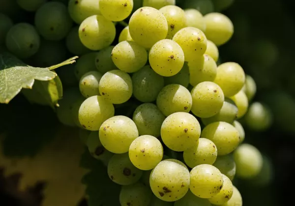 vineyards-aix-en-provence-private-family-wine-tour-04