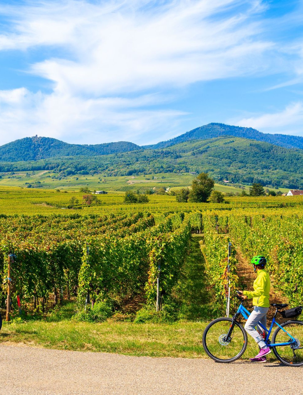 vineyards-luberon-private-bike-wine-tour