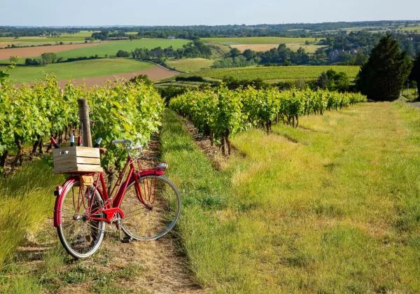 vineyards-luberon-private-bike-wine-tour-07