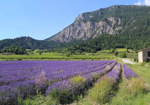 vineyards-aix-en-provence-private-wine-tour-01