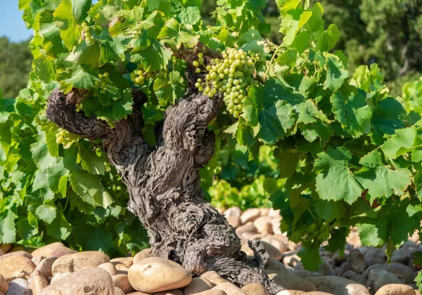 vineyards-aix-en-provence-private-wine-tour-02