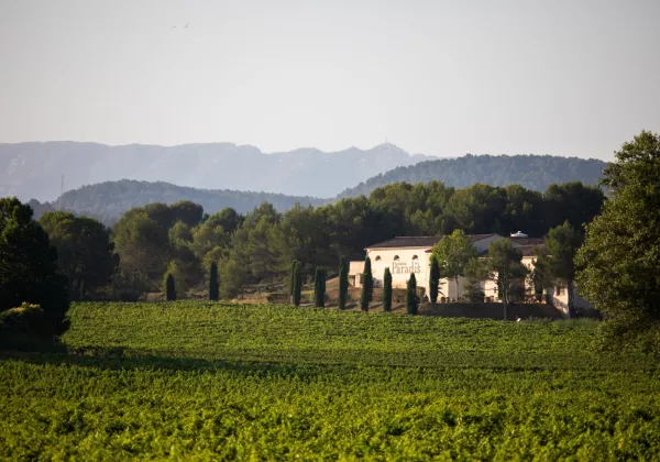 vineyards-aix-en-provence-private-wine-tour-03
