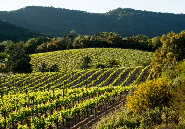 vineyards-luberon-private-wine-tour-04