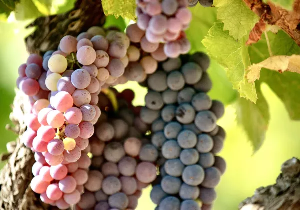 vineyards-french-riviera-private-wine-tour-02