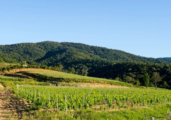 vineyards-saint-tropez-private-wine-tour-01