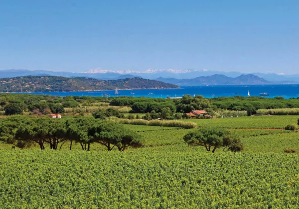 vineyards-saint-tropez-private-wine-tour-02