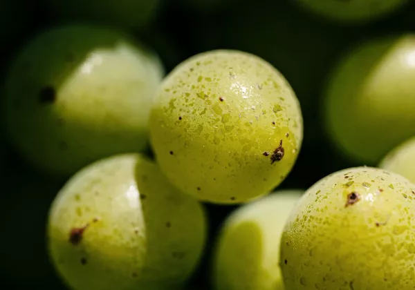 home-private-tasting-white-rose-red-wines-provence-04