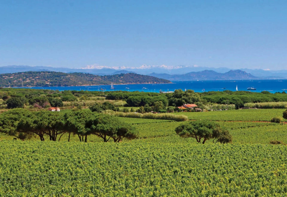 vignoble-de-saint-tropez-1