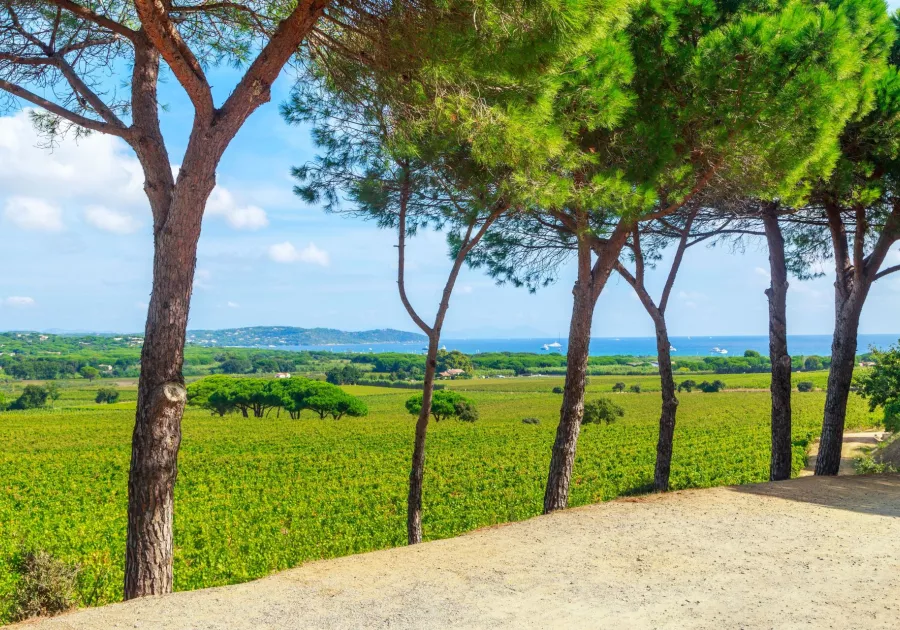 Saint-Tropez, terroir d'exception - Tour Privé