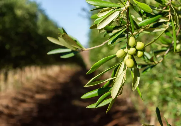 vineyards-cotes-de-provence-private-family-wine-tour-07