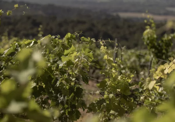 vineyards-dolceacaqua-italy-private-wine-tour-07