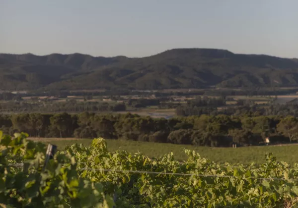 vineyards-dolceacaqua-italy-private-wine-tour-03