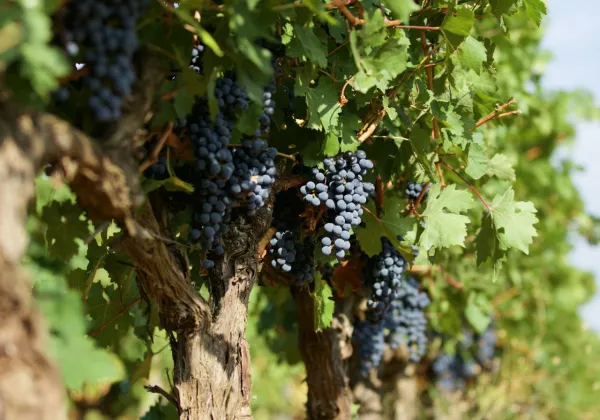 vineyards-dolceacaqua-italy-private-wine-tour-04