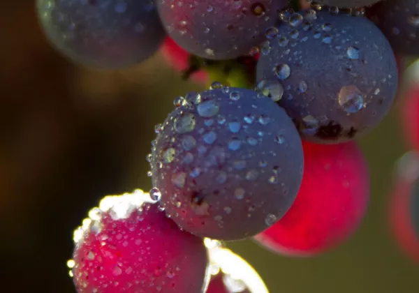 vineyards-dolceacaqua-italy-private-wine-tour-01