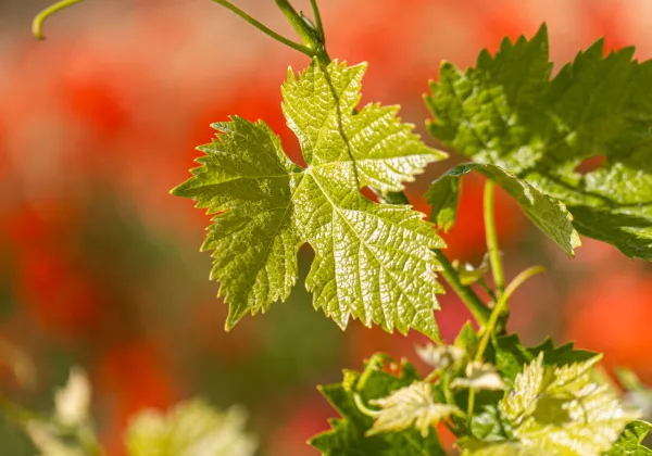 vineyards-dolceacaqua-italy-private-wine-tour-08