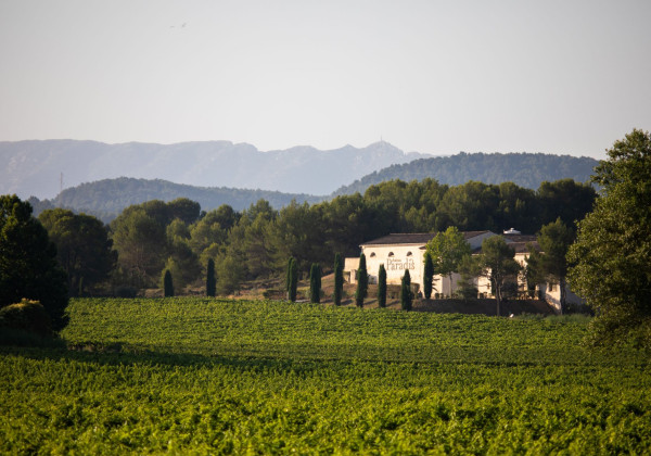 Les vignobles d’Aix-en-Provence – Tour privé