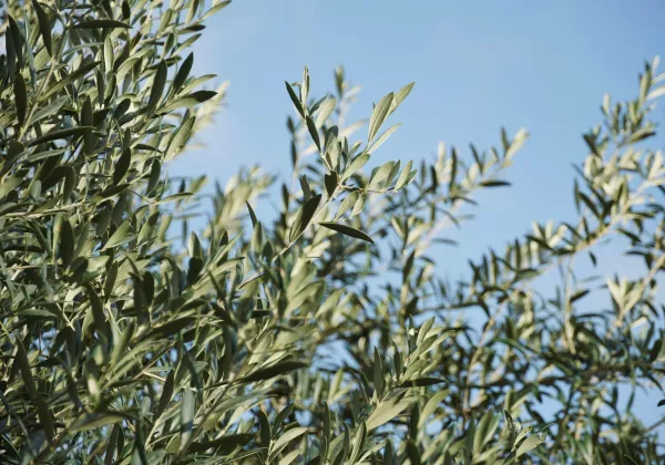 vineyards-cotes-de-provence-private-family-wine-tour-02