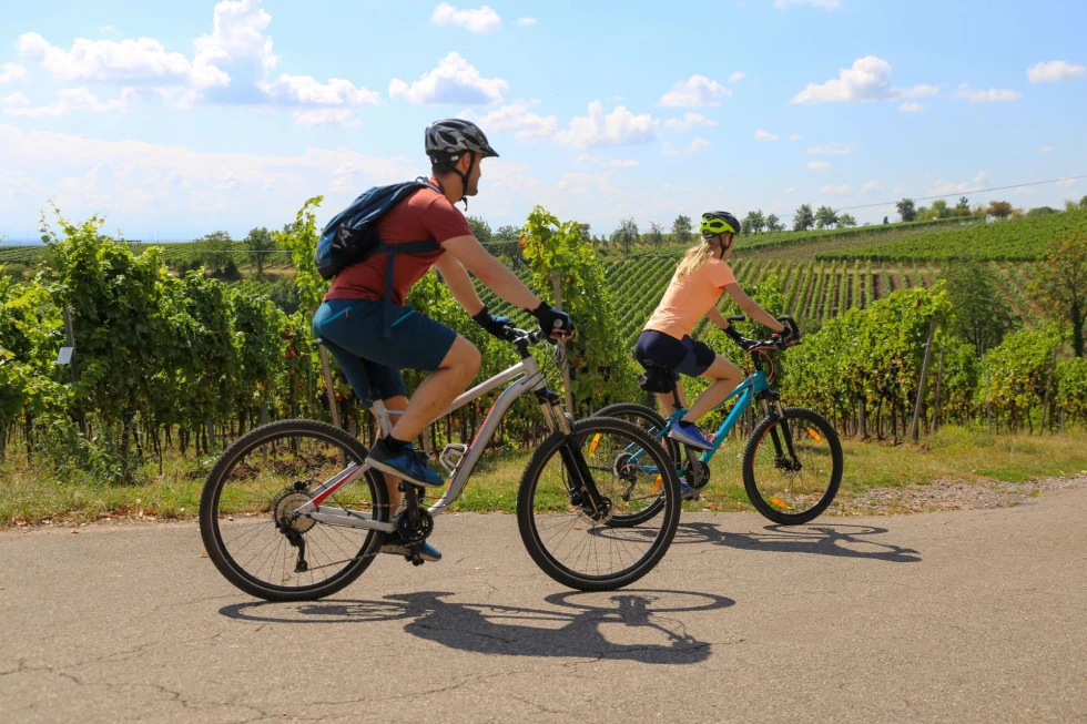 vineyards-provence-private-bike-wine-tour