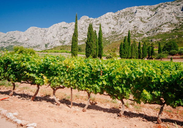 Côtes de Provence Sainte-Victoire - Tour Privé