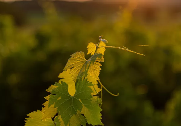 vineyards-sainte-victoire-private-wine-tour-03