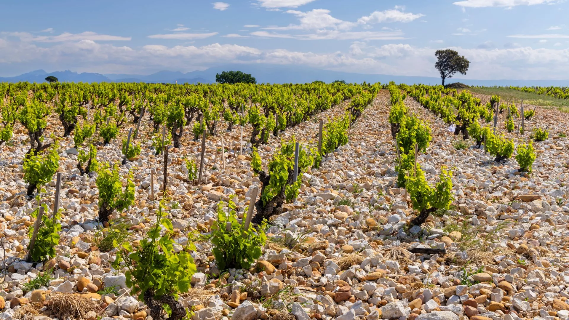 vignoble-chateauneuf-du-pape-1