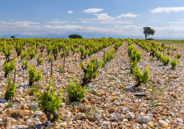 vignoble-chateauneuf-du-pape-1