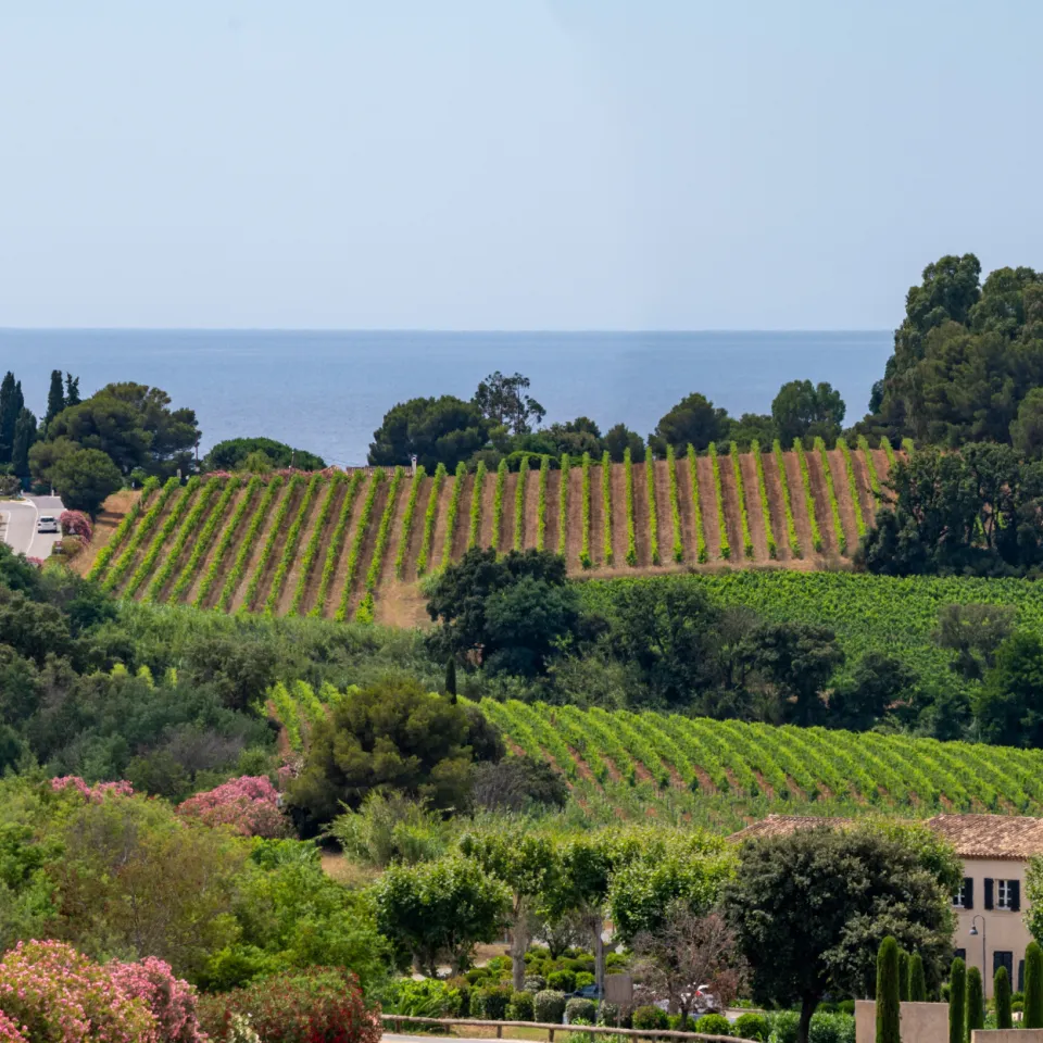 Best Wine Tours from Nice: How to Choose the Right Experience