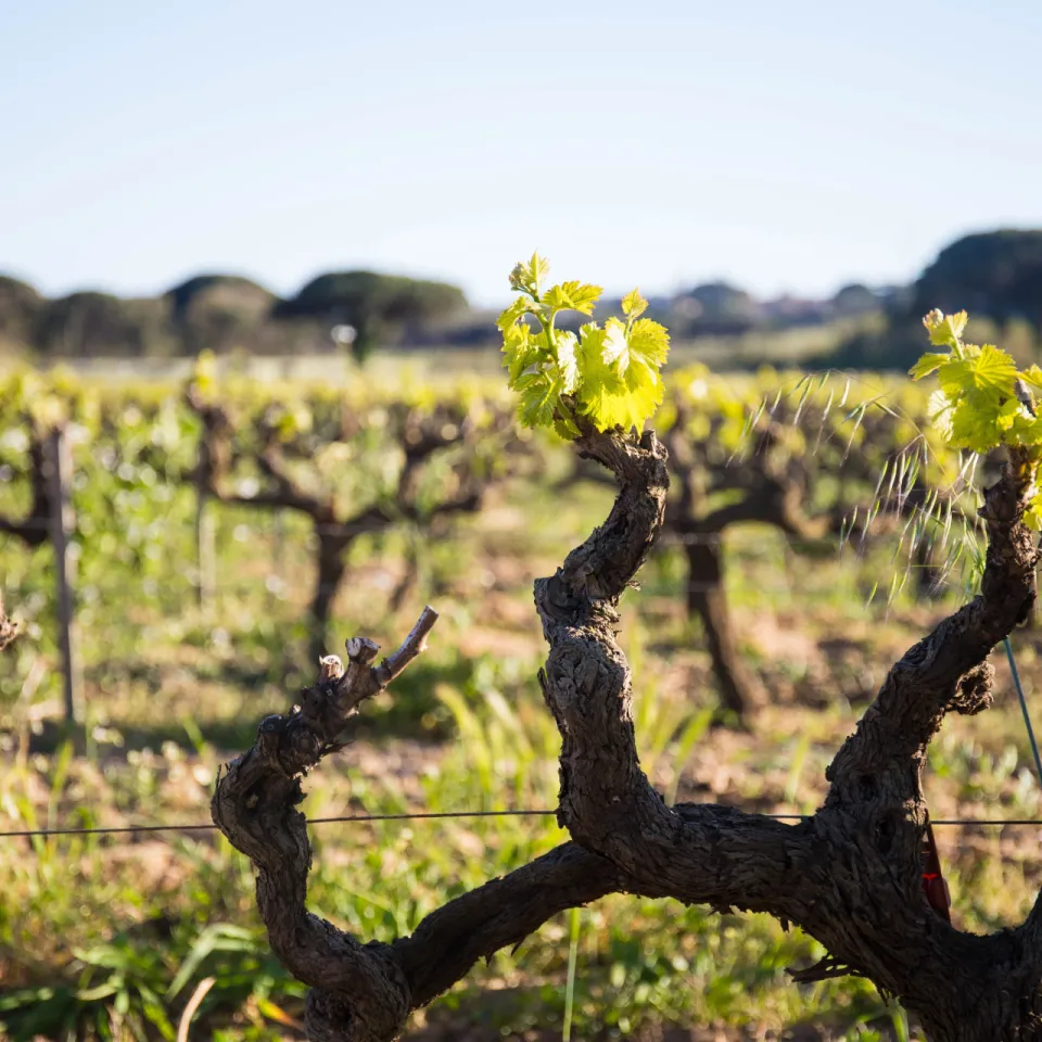 What to Do Near Avignon: A Wine Tasting Day in Châteauneuf-du-Pape