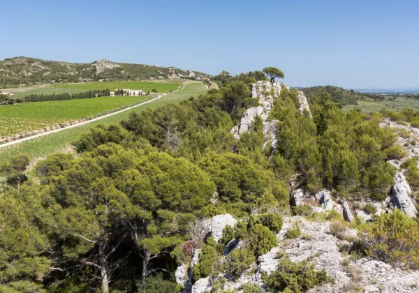 vineyards-alpilles-private-wine-tour-02