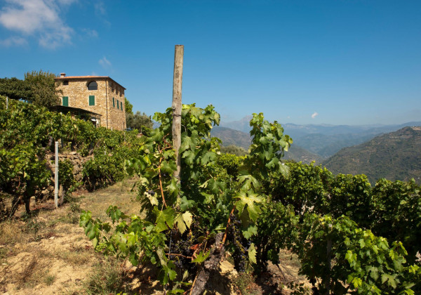 vineyards-dolceacaqua-italy-private-wine-tour