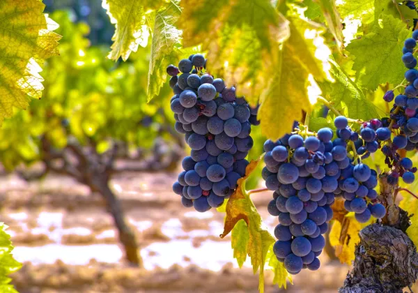 vineyards-luberon-private-bike-wine-tour-01