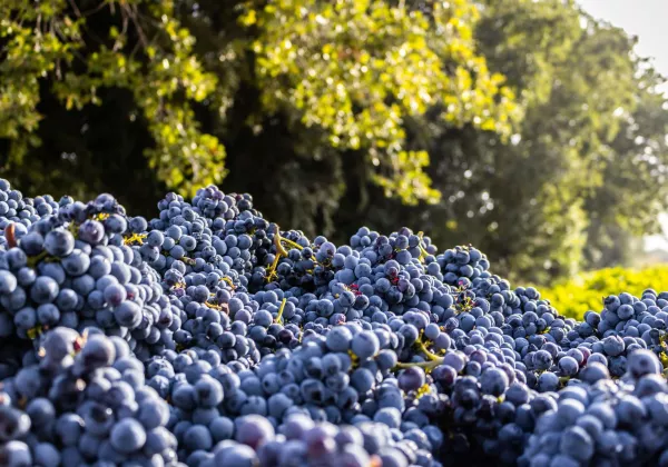 vineyards-luberon-private-bike-wine-tour-03