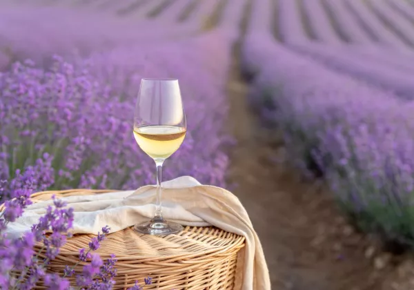 vineyards-luberon-private-bike-wine-tour-05